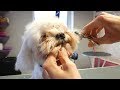 PetGroooming - Puppy Maltese Head Grooming