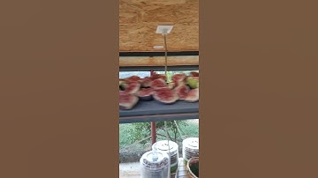 Homestead Albania - Drying Figs before the rain and ran out of space #figs #shorts