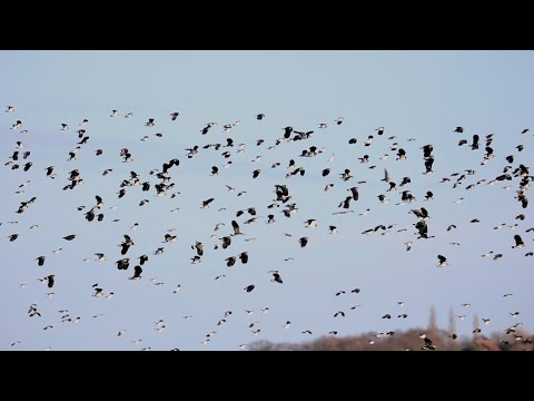 Blue House Farm Essex Lapwings 2020_12_20