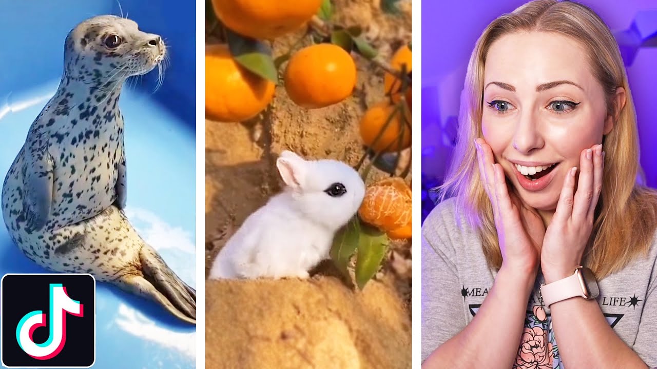 Adorable Animals That Will Make Your Day On TikTok YouTube