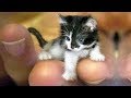 ♥かわいい犬と猫面白いことP21♥ペットかわいい動画2019