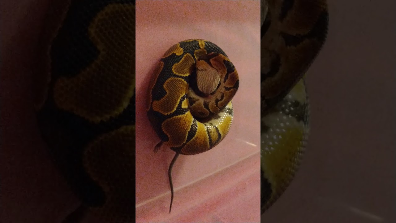 camera iphone 8 plus apk Luna Ball Python live feed.