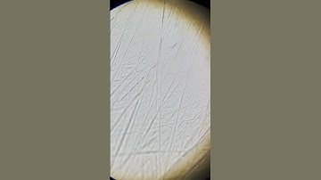 How clean are baby pacifiers? #microscopy #discover #pacifier #microscope