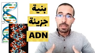 بنية جزيئة الADN |نموذج واطسن وكريك|الثانية ثانوي