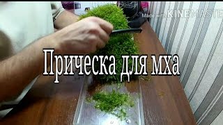 Стрижка яванского мха на суше Java moss carpet Стрижка яванского мха на суше Java moss carpet