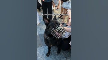 Giao lưu với Cảnh Khuyển - siêu dễ thương🇻🇳❤️🇻🇳❤️ #youtube #tintuc #review #tiktok #news