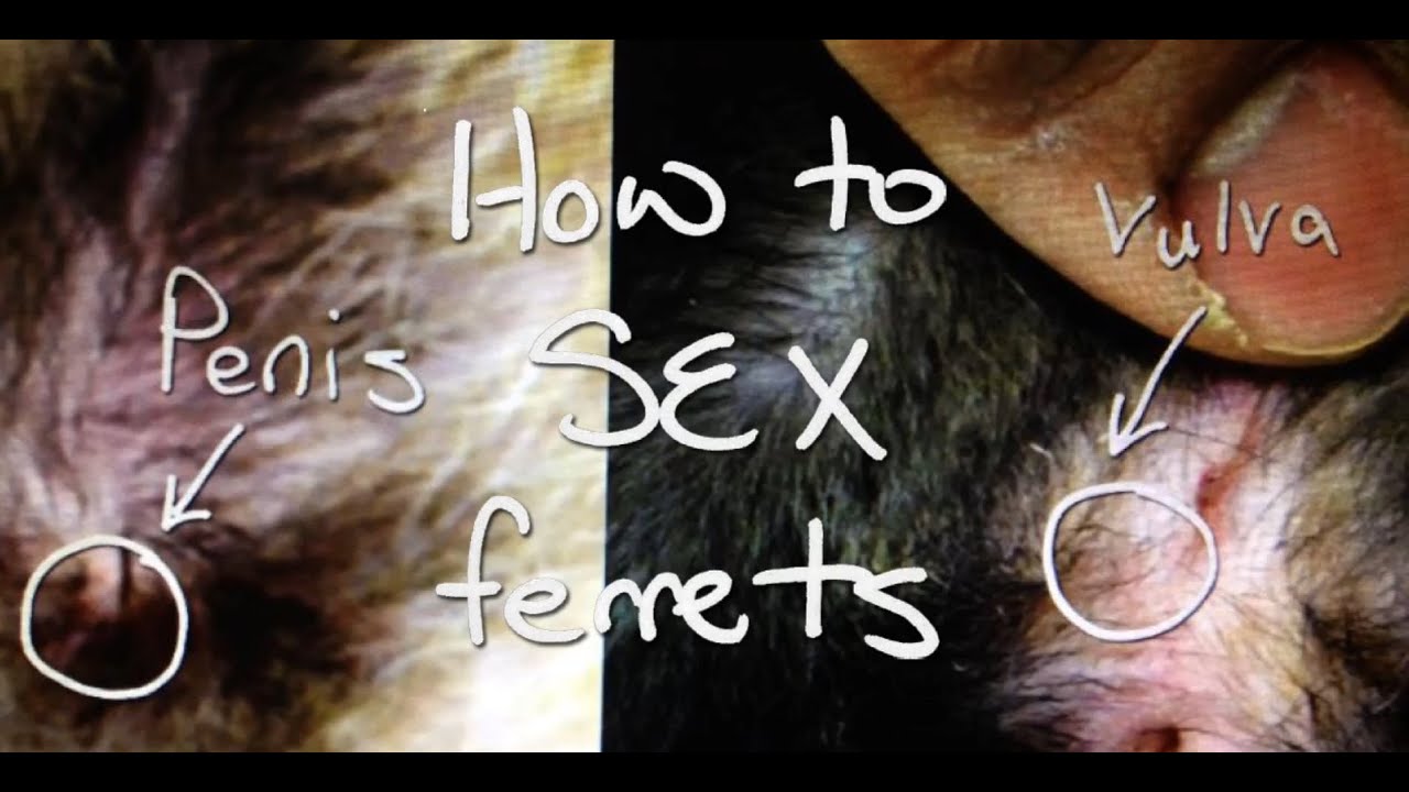 How To Sex A Female 17