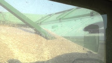 9650 STS Cutting Wheat