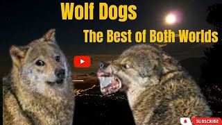Wolf Dogs: Majestic, Gigantic, And Unstoppable