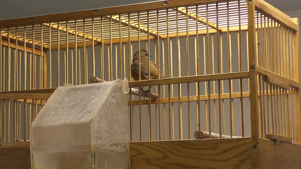 Соловей красношейка Luscinia calliope и славка ястребинка Sylvia nisoria