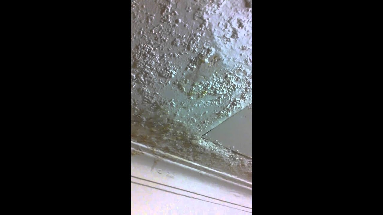 Leaking Ceiling In My Apartment