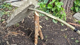 Modified Paiute Deadfall Trap
