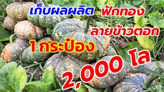 เก็บผลผลิต ฟักทอง ลายข้าวตอก 1กระป๋อง 1ไร่ได้2,000กิโลกรัม