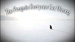 The Penguin Video Everyone Got Wrong