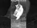 BREAKING NEWS: Raccoon Successfully Audits Squirrel-Proof Security System