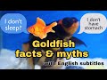 Goldfish amazing facts and myths/ goldfish facts that no one knows.