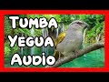 Original audio para enseñar Tumba Yegua, estimula su canto con este sonido/ TUMBA YEGUA Cantor.