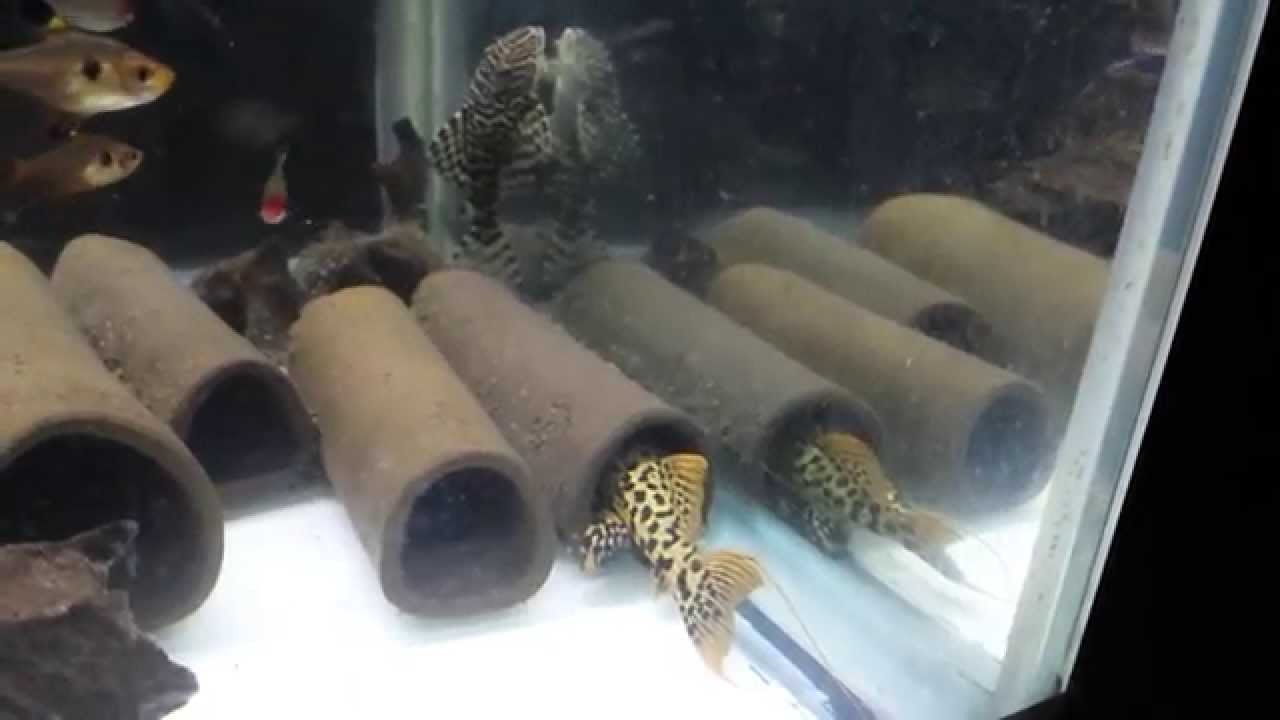 l273-vs-l134-pleco-fighting-for-cave-youtube
