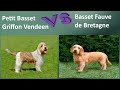 Petit basset griffon vendeen vs basset fauve de bretagne  breed comparison  differences