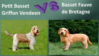 Petit Basset Griffon Vendeen VS Basset Fauve de Bretagne  Breed Comparison  Differences