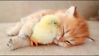 Kitten and Chicken Love Story by Next Cat 112 views 2 years ago 3 minutes, 48 seconds