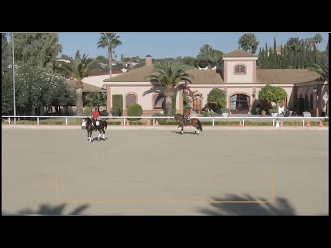 Video: Boulonnais Horse