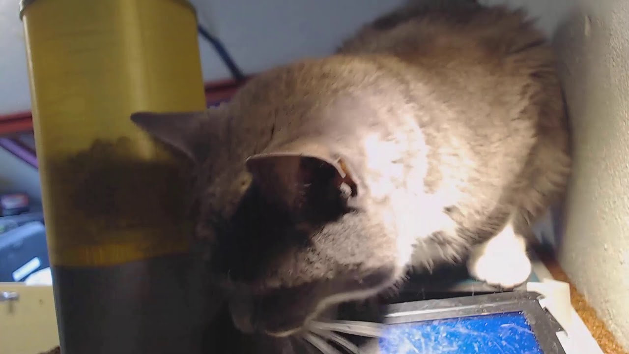 Live cat stream - YouTube