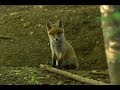 Junge Füchse am Bau Tag2 * Fuchs frisst Vogel Rotfuchs Fuchsbau Tierfilm Naturfilm red fox