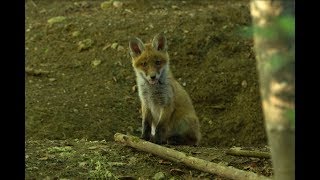 Junge Füchse am Bau Tag2 * Fuchs frisst Vogel Rotfuchs Fuchsbau Tierfilm Naturfilm red fox