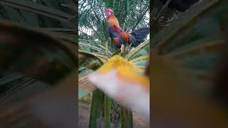 LATIHAN X PIKAT AHMS #ayam #brugge #ayamhutan #pikatayamhutan