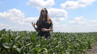 Soybean Disease Scouting