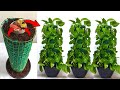 How to grow money plant in a new style at home / Gardening ideas for home