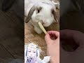 【日籍台V】餵兔子挺難的？ #shorts #vtuber #tv #vr