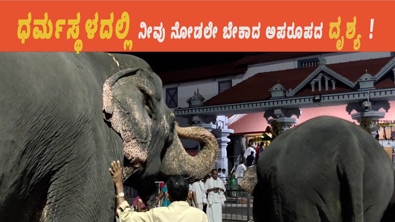 ಧರ್ಮಸ್ಥಳದಲ್ಲಿ ನೀವು ನೋಡಲೇ ಬೇಕಾದ ಅಪರೂಪದ ದೃಶ್ಯ ! Majestic Elephant Darshana in Dharmasthala 🐘🙏
