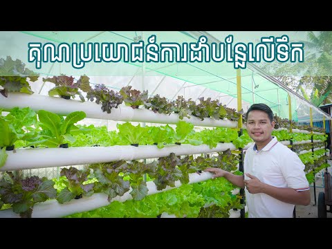 គុណប្រយោជន៍នៃការដាំបន្លែលេីទឹក Benefits of growing  system hydroponic