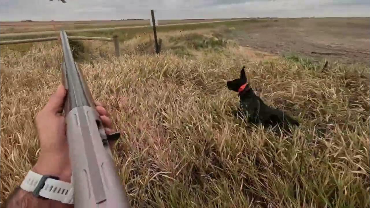 2023 South Dakota Pheasant Opener YouTube