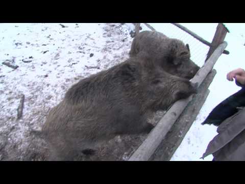 Video: Co Pijí Lesní Zvířata V Zimě