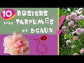 10 rosiers trs parfums et beaux  