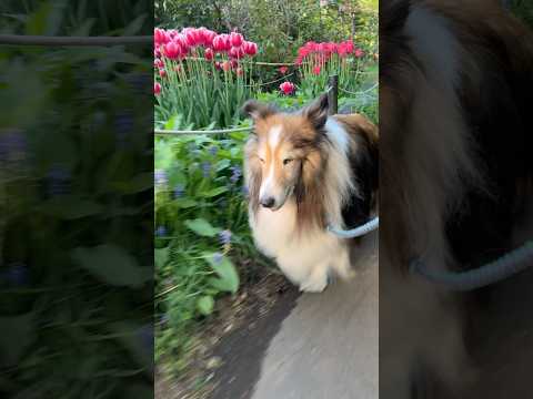 チューリップが咲いた🌷 #シェルティ #17歳 #shorts