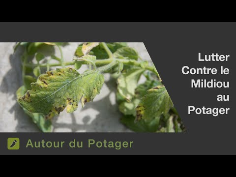 Vidéo: Comment arrêter le mildiou sur les plants de tomates?