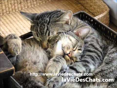 Vidéo: Pourquoi Un Chat Est Un Animal Sacré