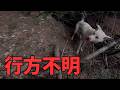 【失踪】猟犬シノブが行方不明！イノシシ有害鳥獣駆除中の悲劇！ま、まさか…？！