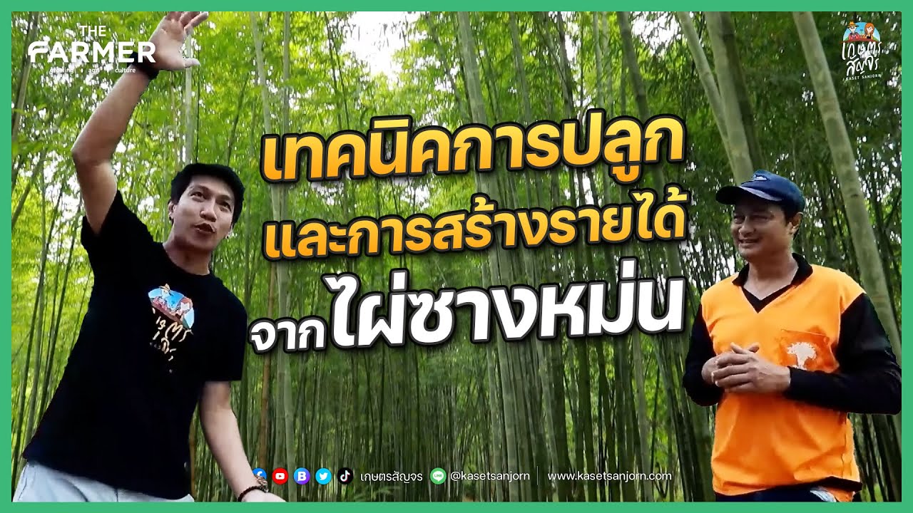 เทคนิคการปลูกไผ่ซางหม่น ปลูกแค่ครั้งเดียวเก็บผลผลิตได้ถึงชั่วลูกชั่วหลาน | เกษตรสัญจร