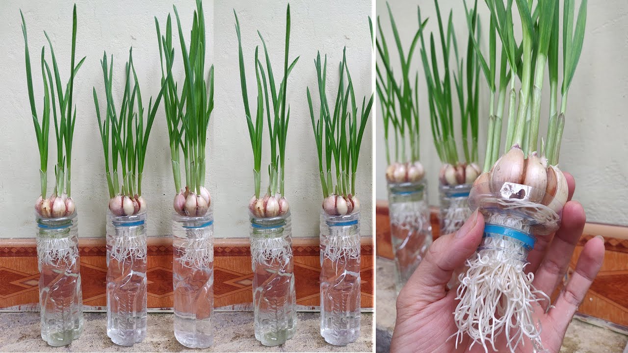 So easy, how to grow garlic in hydroponics at home Recycle Plastic
