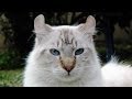 A Rare Cat - My Amazing Highland Lynx Cat called WOLF の動画、YouTube動画。