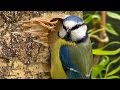 Birds Relaxation - Relaxing One Hour of Blue Tits Coming and Going