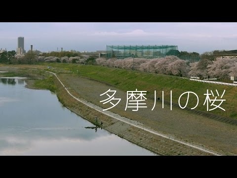 visual archive® — onnahori river sakura - サクラ