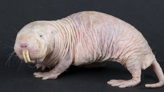 What Makes Naked Mole Rats So Freaky and Weird?