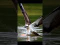 Osprey vs. Fish