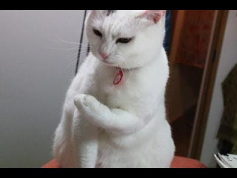 面白い動物 爆笑 猫おもしろものがたり 笑える癒し動画 いきものがたり Youtube